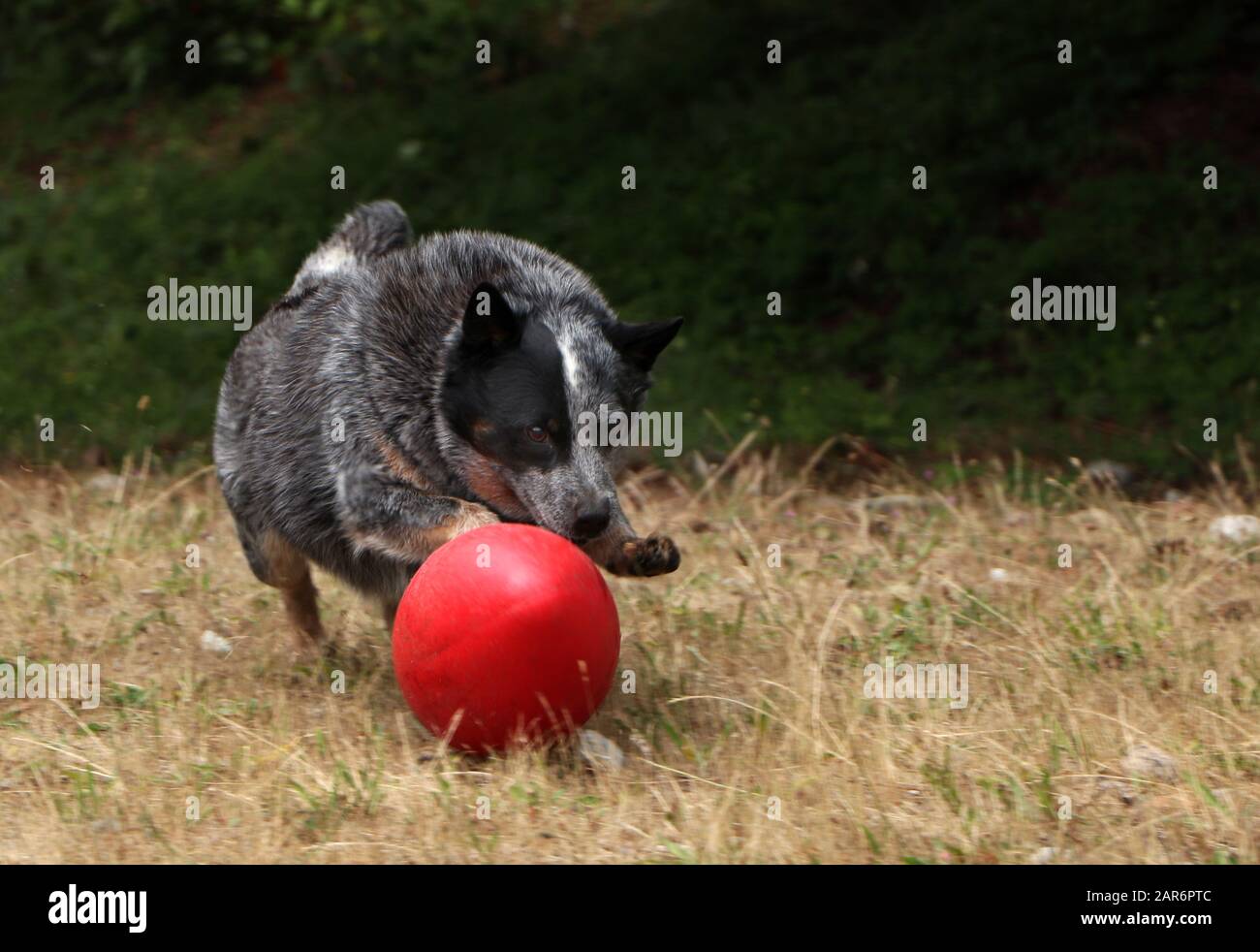 Cani Da Bestiame Australiano Che Giocano A Seattle Washington Usa Foto Stock