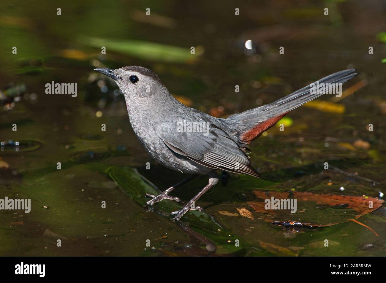 Catbird grigio Foto Stock