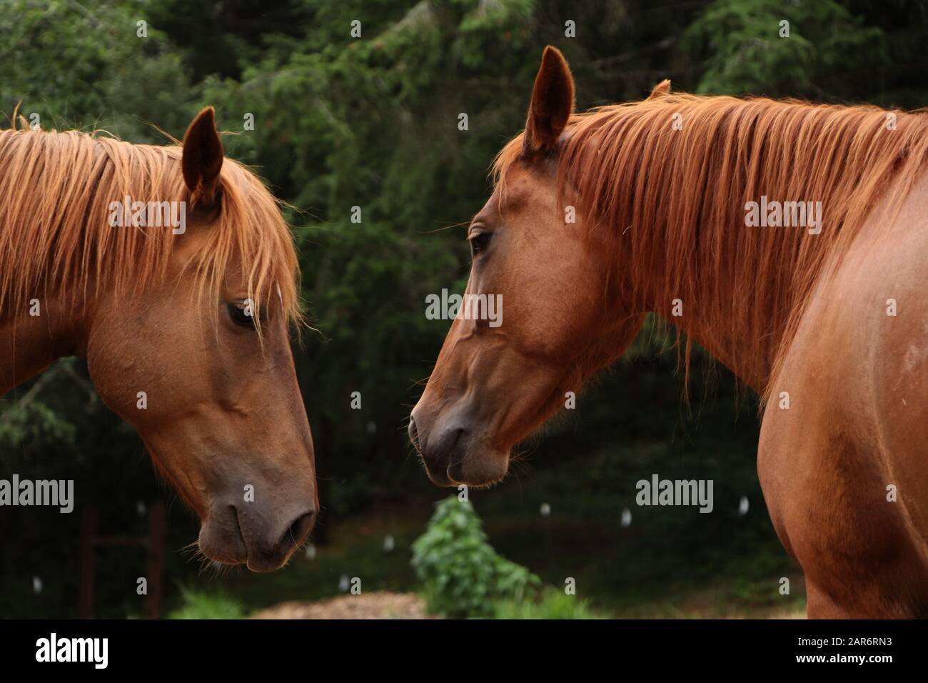 Brown Horse Running faccia chiudere Washington state usa Foto Stock