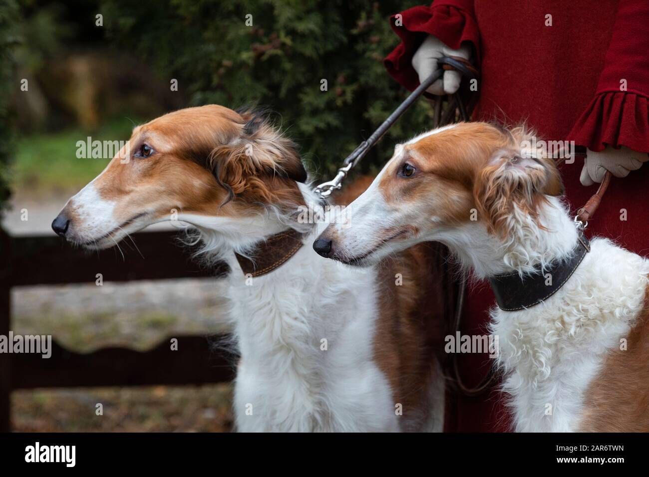 Una donna detiene cani borzoi russi Foto Stock