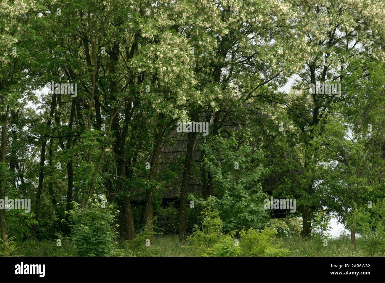 Alberi di carrube neri in fiore Foto Stock