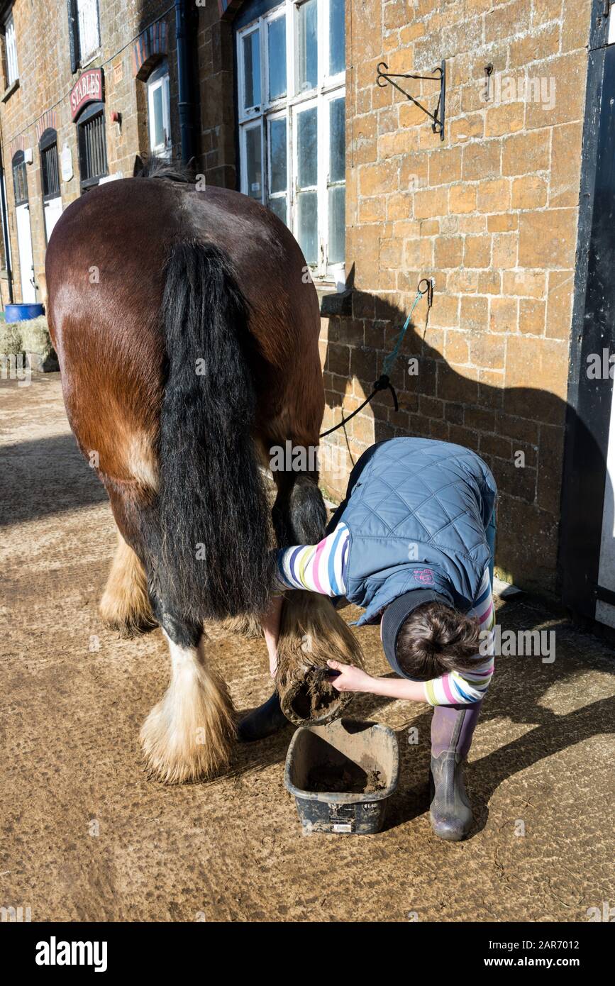 Erzsebet Csak un assistente di consegna di dray pulisce le scarpe di uno dei due cavalli di Shire prima delle consegne di birra ai Ganci della famiglia Norton Br Foto Stock