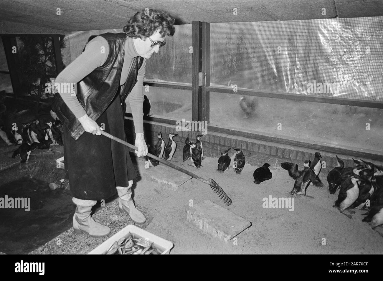 Ancora lavaggio di uccelli inquinati da olio sulle coste Ned., l'operatore sanitario è occupato con gli uccelli Data: 9 gennaio 1981 Parole Chiave: Uccelli Foto Stock