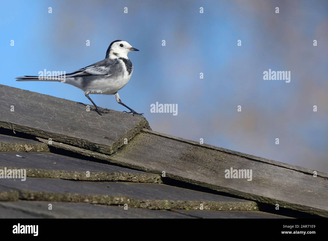 Pied wagtail (Motacilla alba) in inverno piumaggio a piedi su un tetto capannone, Gloucestershire, Regno Unito, novembre. Foto Stock