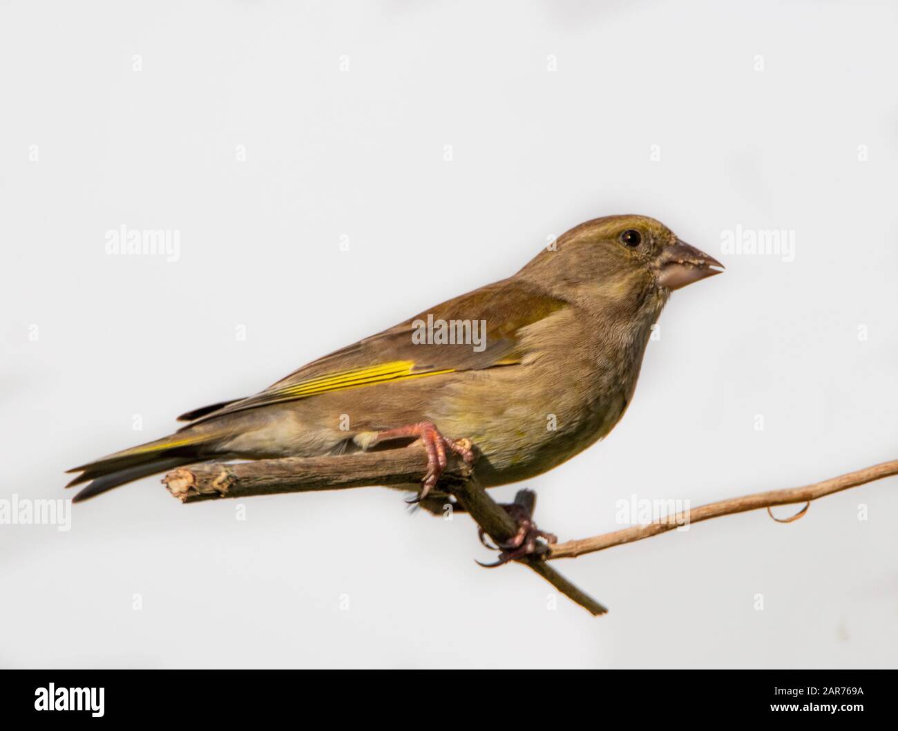 Greenfinch, Chloris Chloris, uccello selvatico, arroccato su un ramo nel Regno Unito, inverno 2019-20 Foto Stock