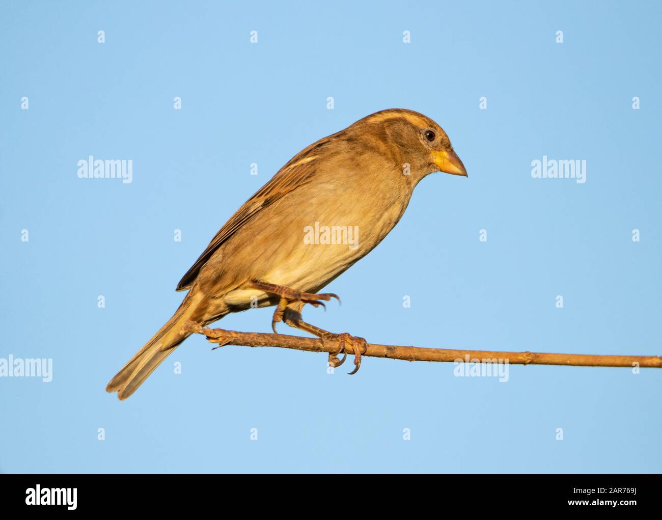 Casa Sparrow, Passer deomsticus, uccello selvatico, arroccato su un ramo in un giardino del Regno Unito, inverno 2019-20 Foto Stock