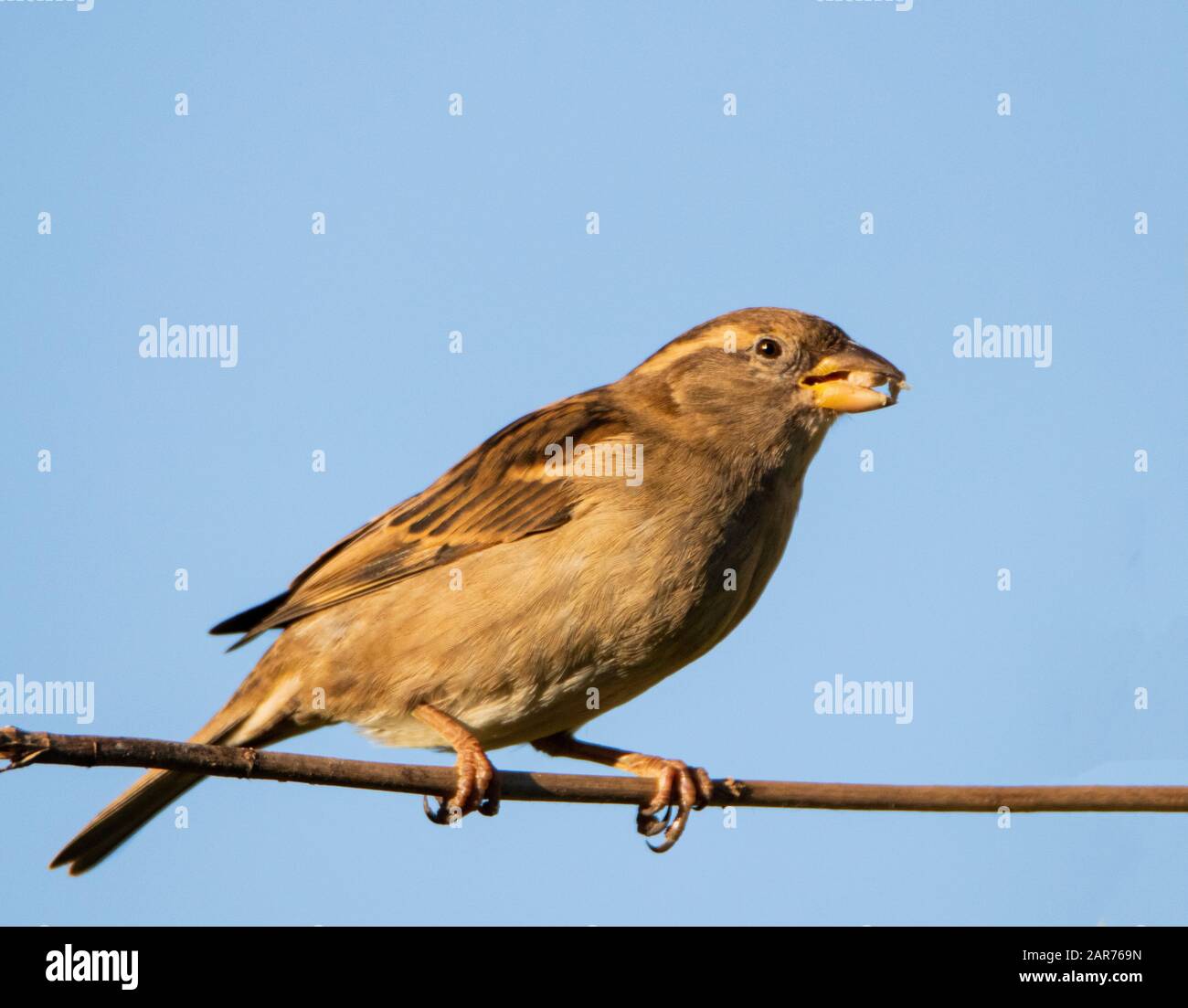 Casa Sparrow, Passer deomsticus, uccello selvatico, arroccato su un ramo in un giardino del Regno Unito, inverno 2019-20 Foto Stock