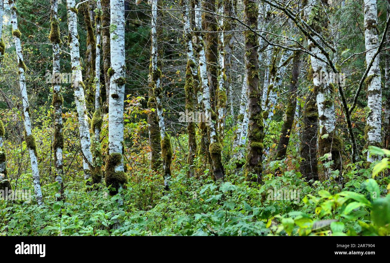 Tronchi bianchi di aspen in foresta in autunno Foto Stock