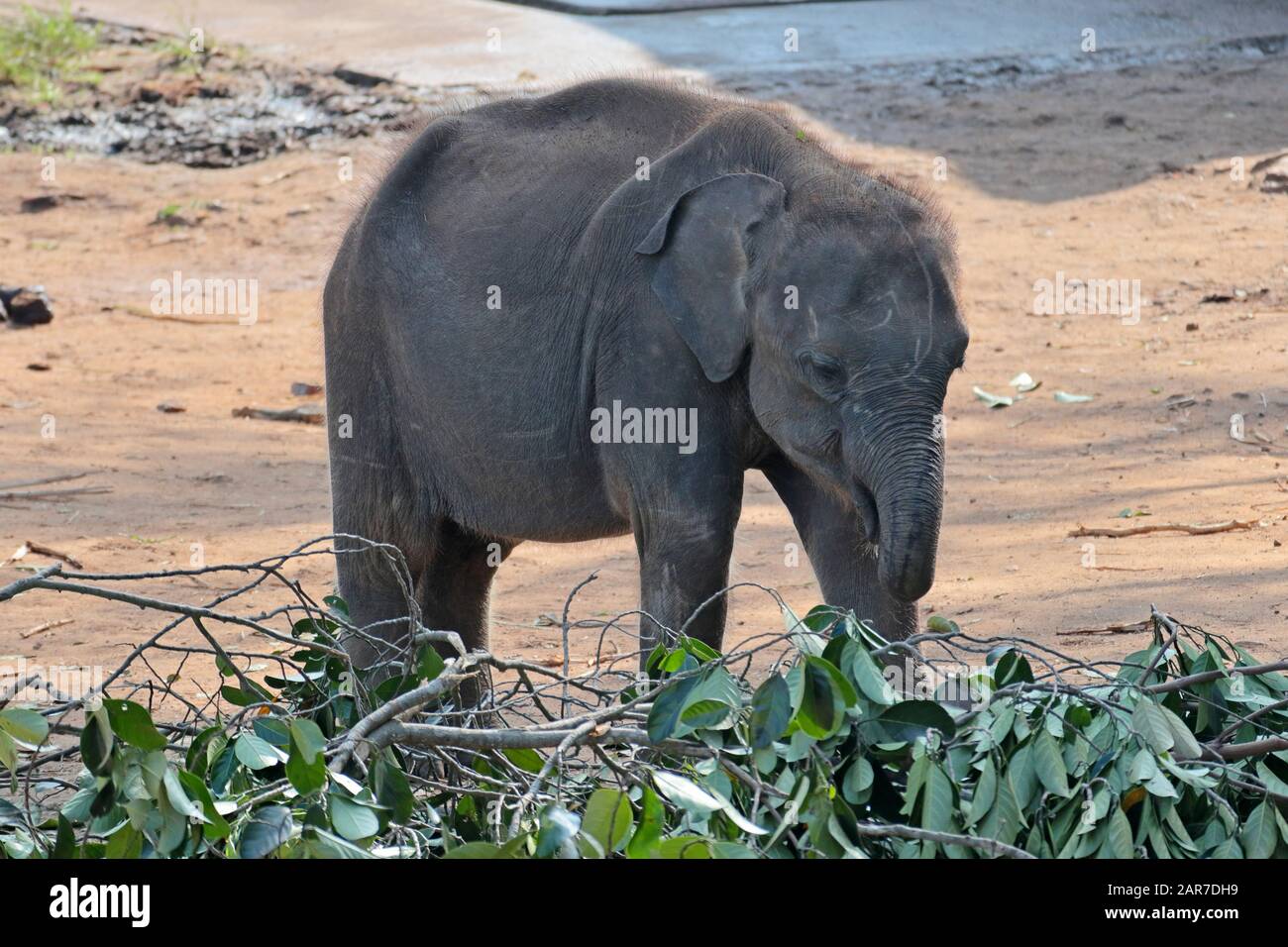 Un elefante indiano infantile Foto Stock