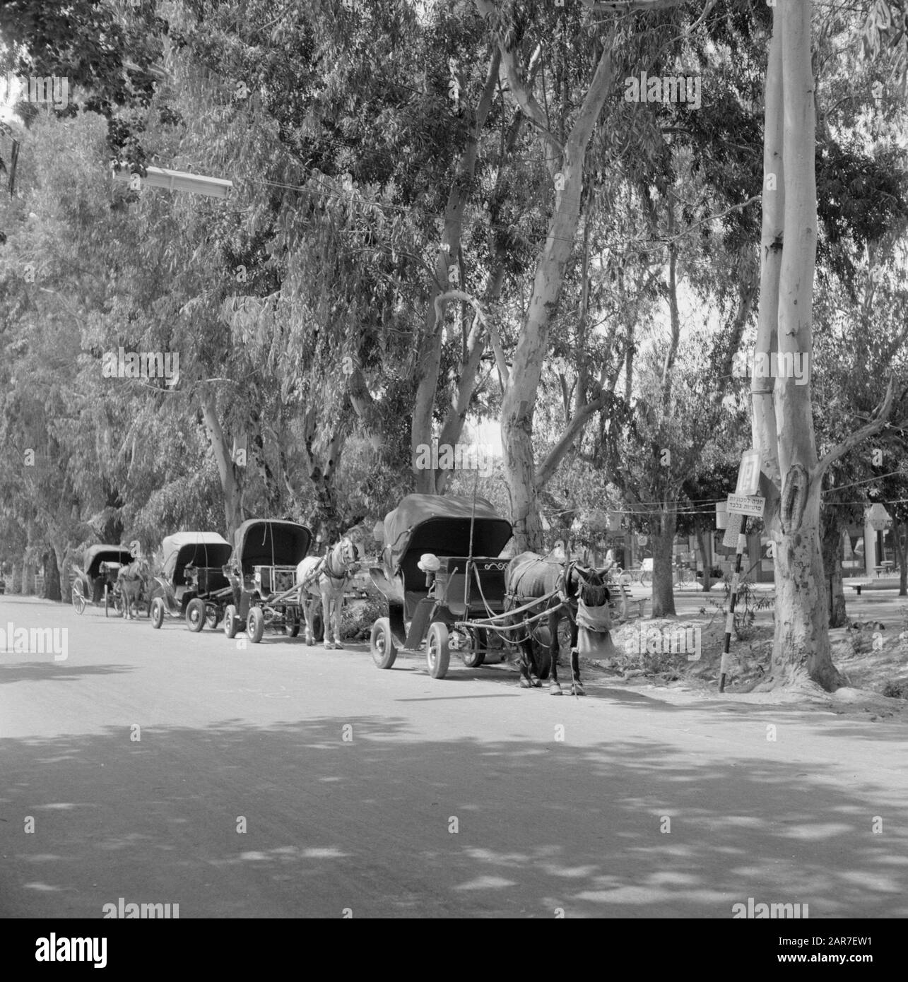 Israele: Naharya (Nahariya) carrozze a cavallo, in attesa di clienti lungo il lato della strada Data: Non ondata posizione: Israele, Nahariya Parole Chiave: Alberi, carrozze, cavalli, carrozze, strade Foto Stock