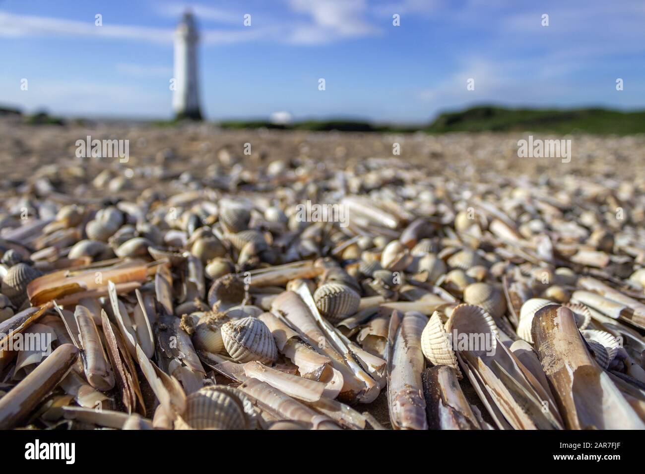 Conchiglie di mare sulla spiaggia con faro sullo sfondo, New Brighton, Wirral Foto Stock