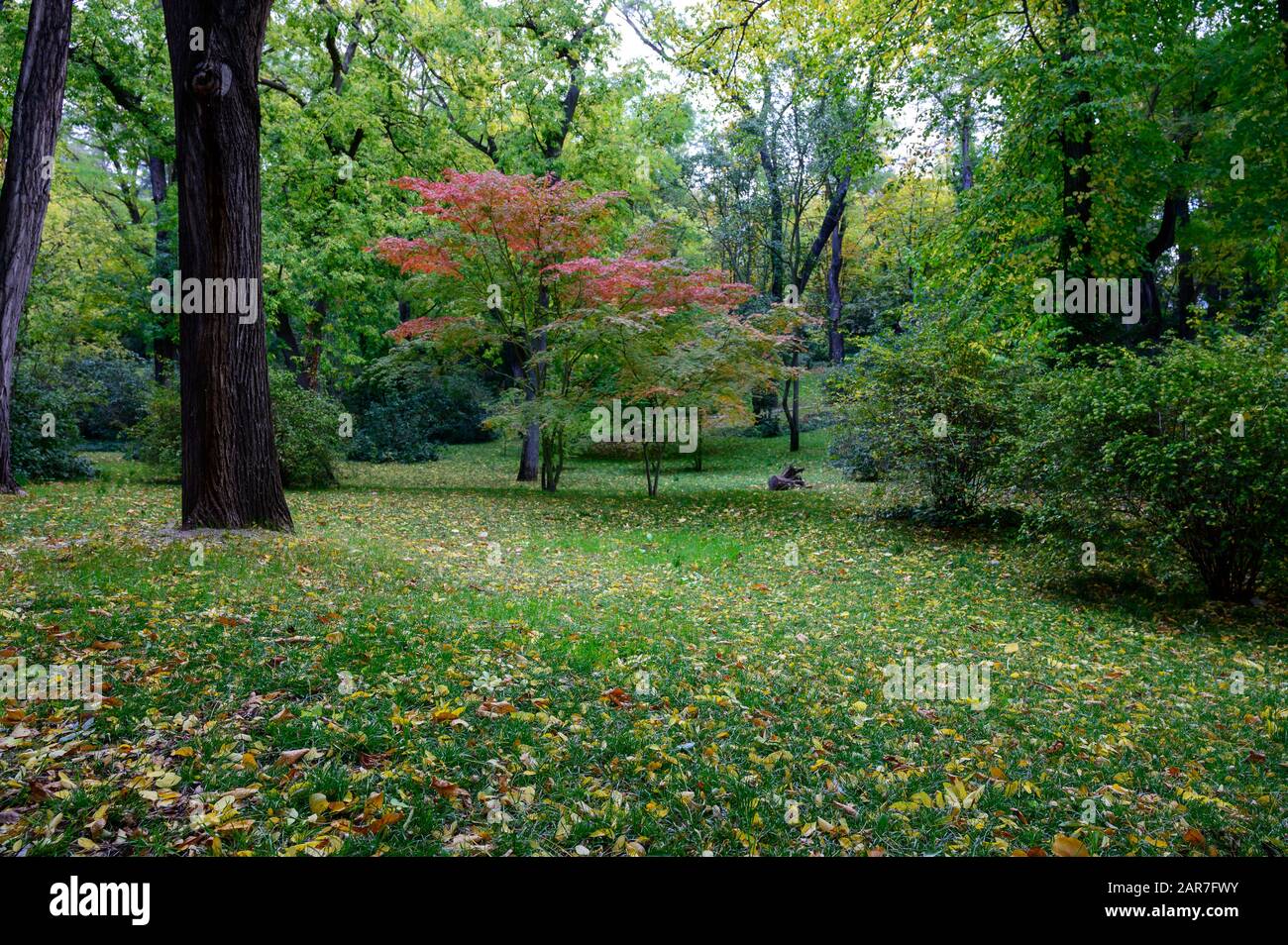 La bellezza dei parchi di Madrid con i colori dell'autunno negli alberi Foto Stock