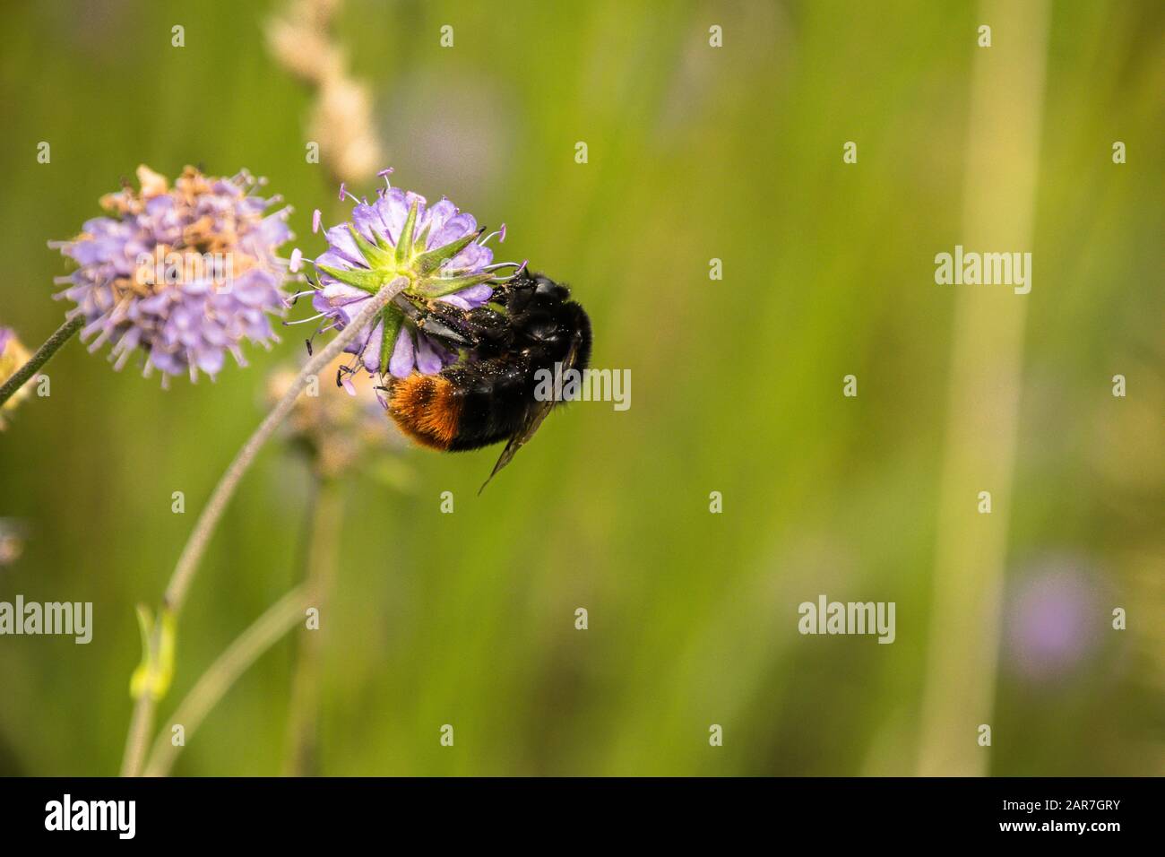 Bumblebee a coda rossa (Bombus lapidarius) nutrirsi su un fiore scabio in un prato verde Foto Stock