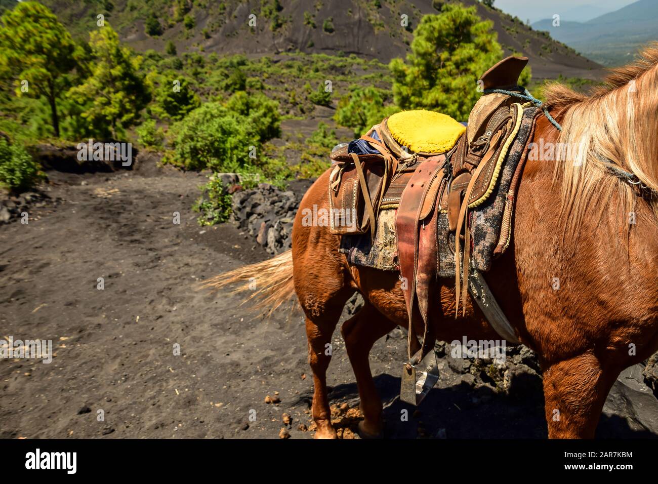 Cavallo con una sella in piedi su un sentiero di cenere che conduce a un vulcano, Paricutin, Messico Foto Stock