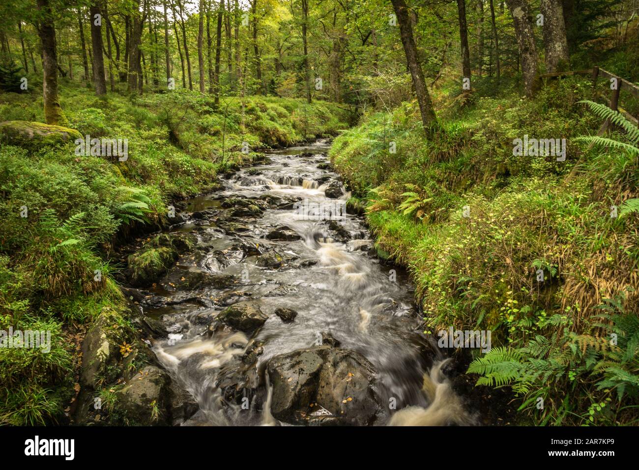 Un fiume scorre su rocce attraverso una lussureggiante foresta verde nel Queen Elizabeth Forest Park Foto Stock