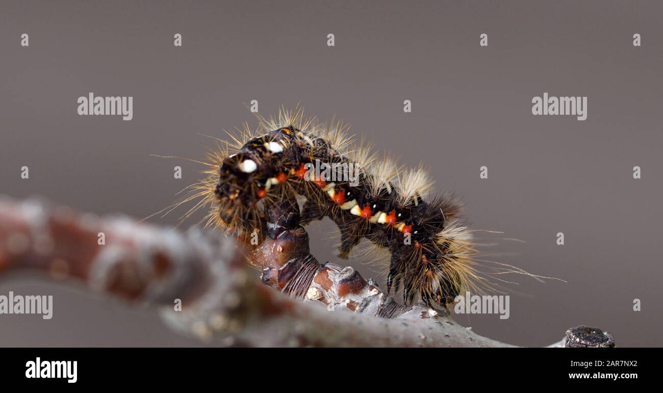 Acronicta rumicis - erba del nodo - bruco Foto Stock