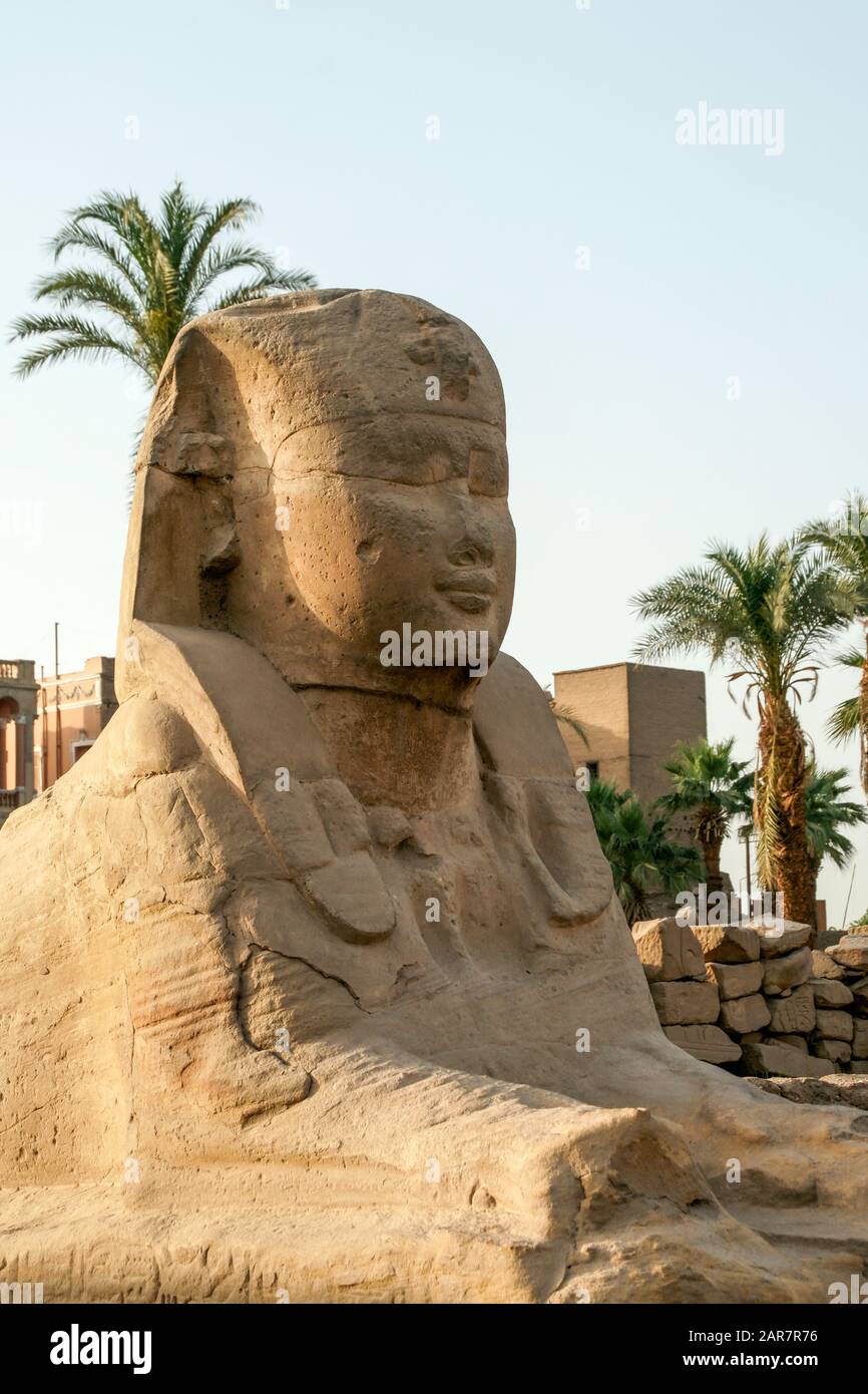 Egitto, Luxor, Tempio, معبد الاقصر; Tebe; Karnak. Una vista ravvicinata di uno dei sfingi umani guidati. Foto Stock