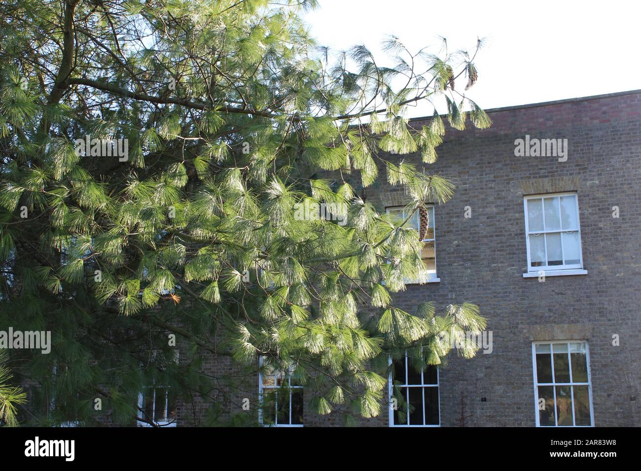 Albero con coni di pino e foglie simili a nappe nei giardini di Kew, Londra Foto Stock