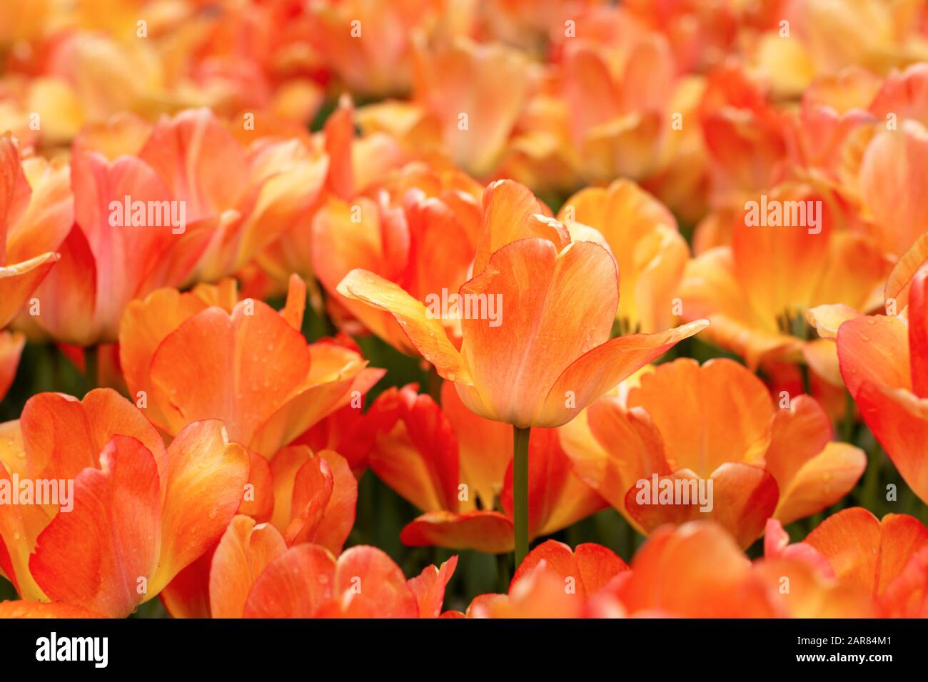 Tulipani arancione-giallo nel giardino. Gocce di pioggia sui petali di fiori. Una cornice vivace ed energizzante. Foto Stock