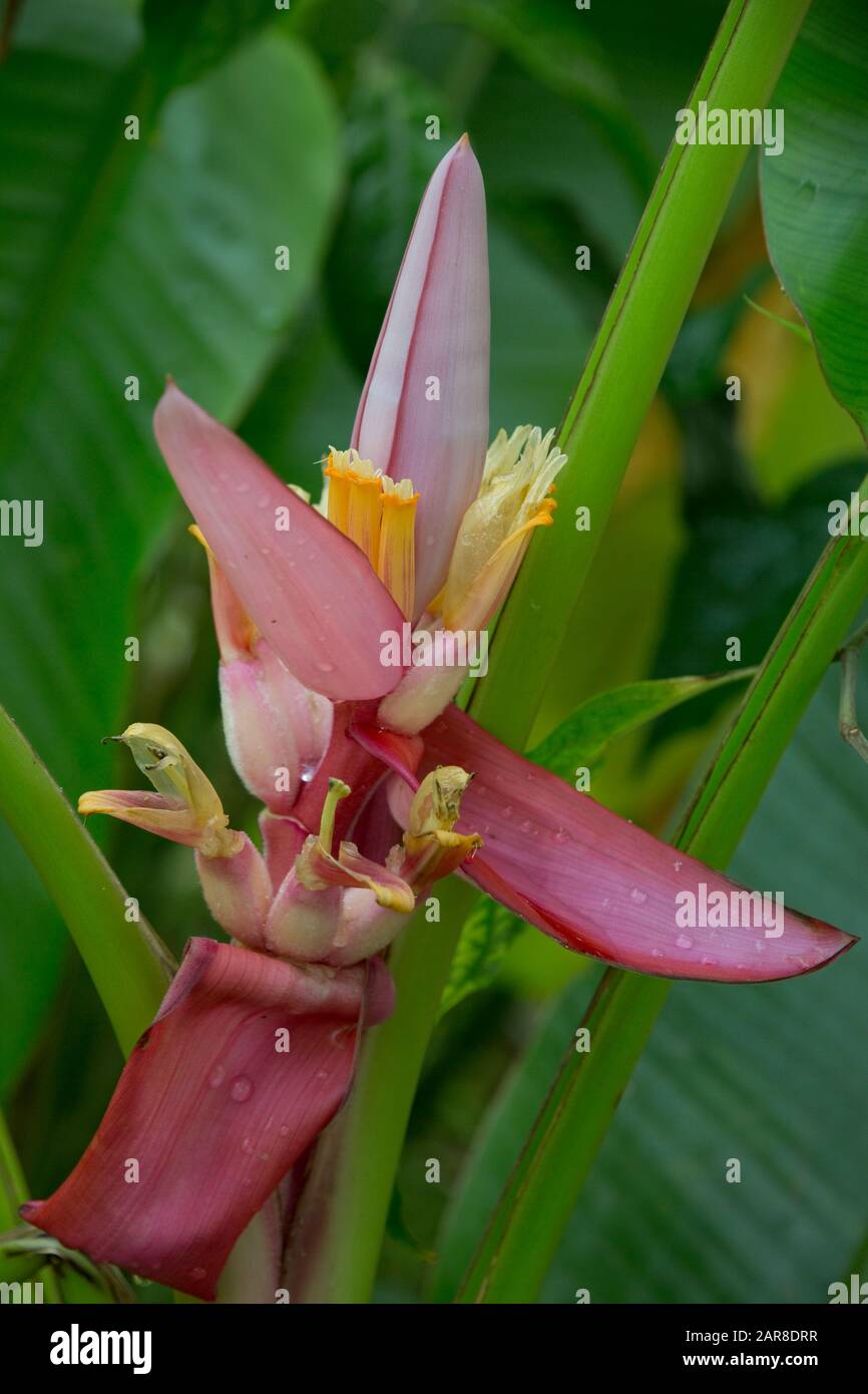 Wilde Banane Musa mannii im Botanischen Garten, Bonn, Nordrhein-Westfalen, Germania Foto Stock