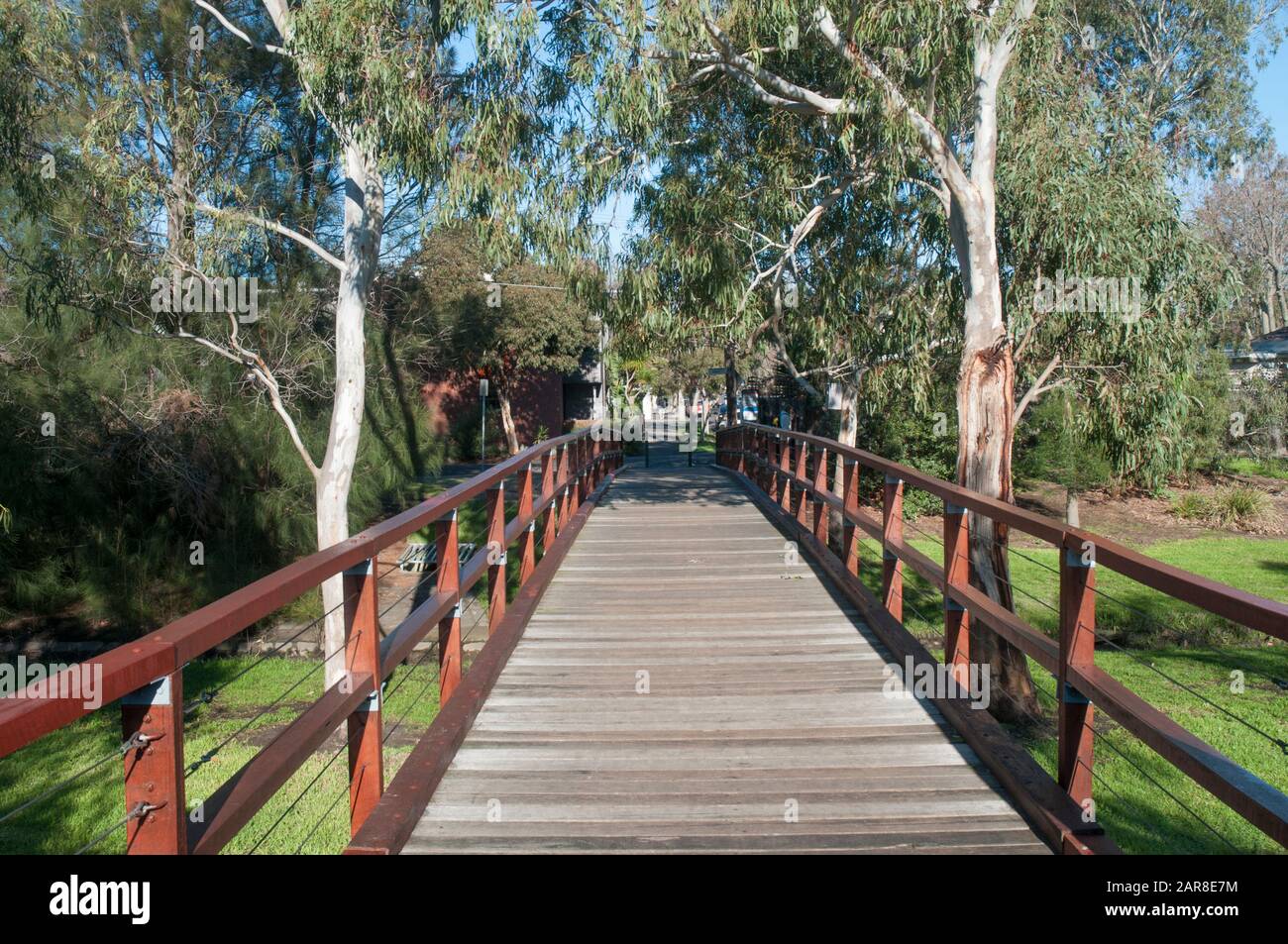 Bosco di eucalipti a Elwood, un sobborgo di bayside di Melbourne, Australia Foto Stock