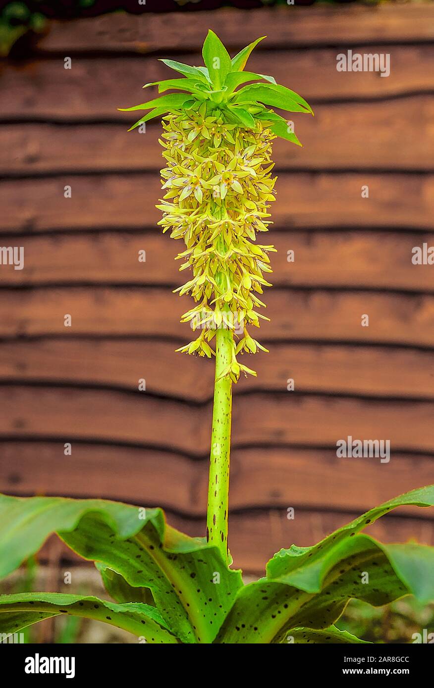 Eucomis Bicolor con racemi di fiori alla fine dell'estate. Un bulboso perenne con foglie verde pallido che è teneria gelo. Foto Stock