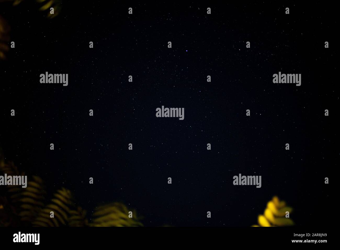 Cielo notturno con le stelle palma foglie naturale ordinaria campeggio divertimento tempo famiglia sapce per testo estate Foto Stock