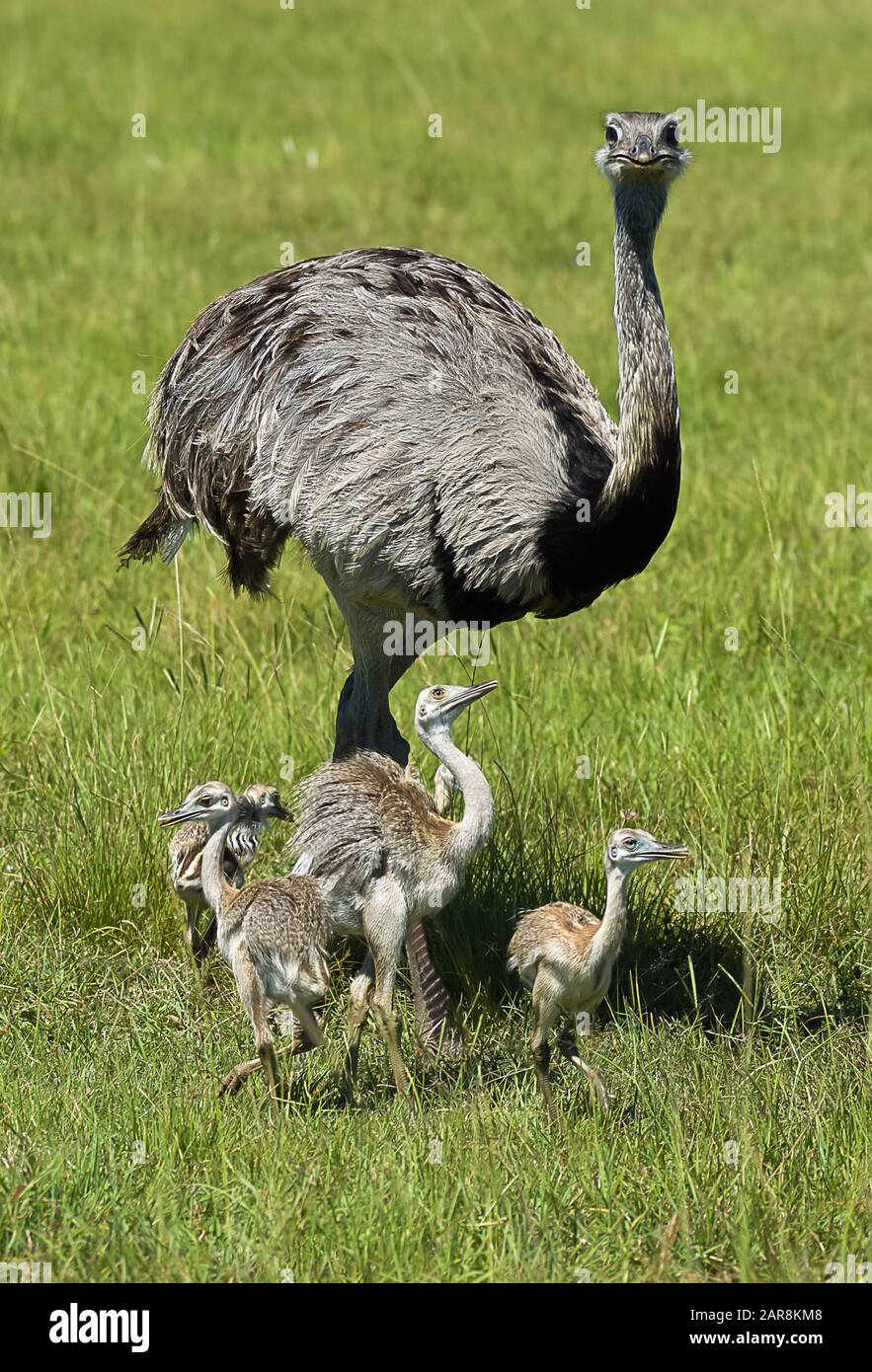 Liberamente roaming Rhea madre con 4 piccoli pulcini che posano in erba Foto Stock