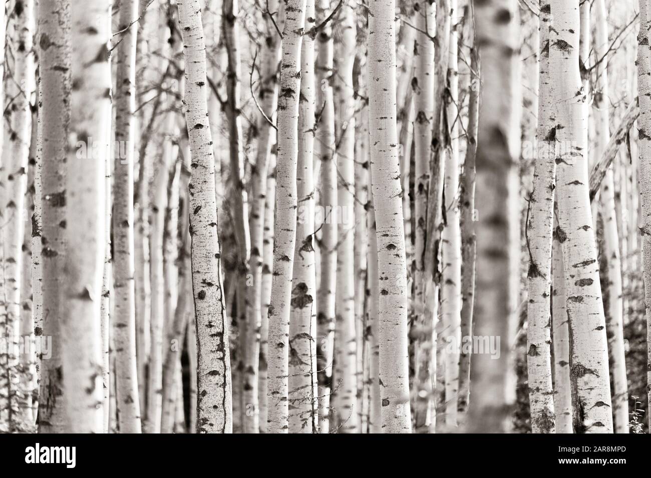Betulla closeup nel Parco Nazionale di Jasper in Canada Foto Stock