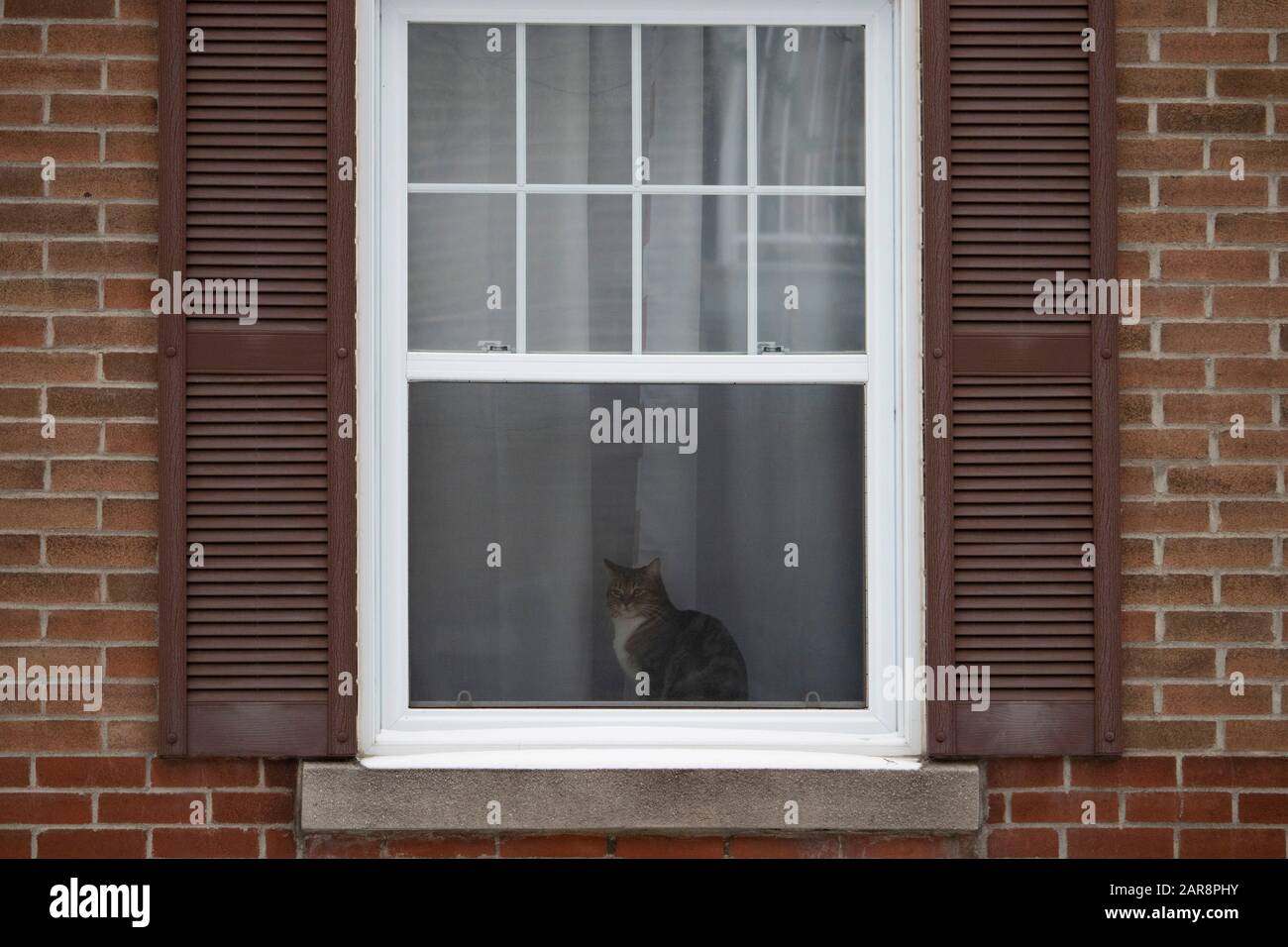 Gatto alla finestra guardando fuori da una giornata torbida, muro di mattoni, toni marroni Foto Stock