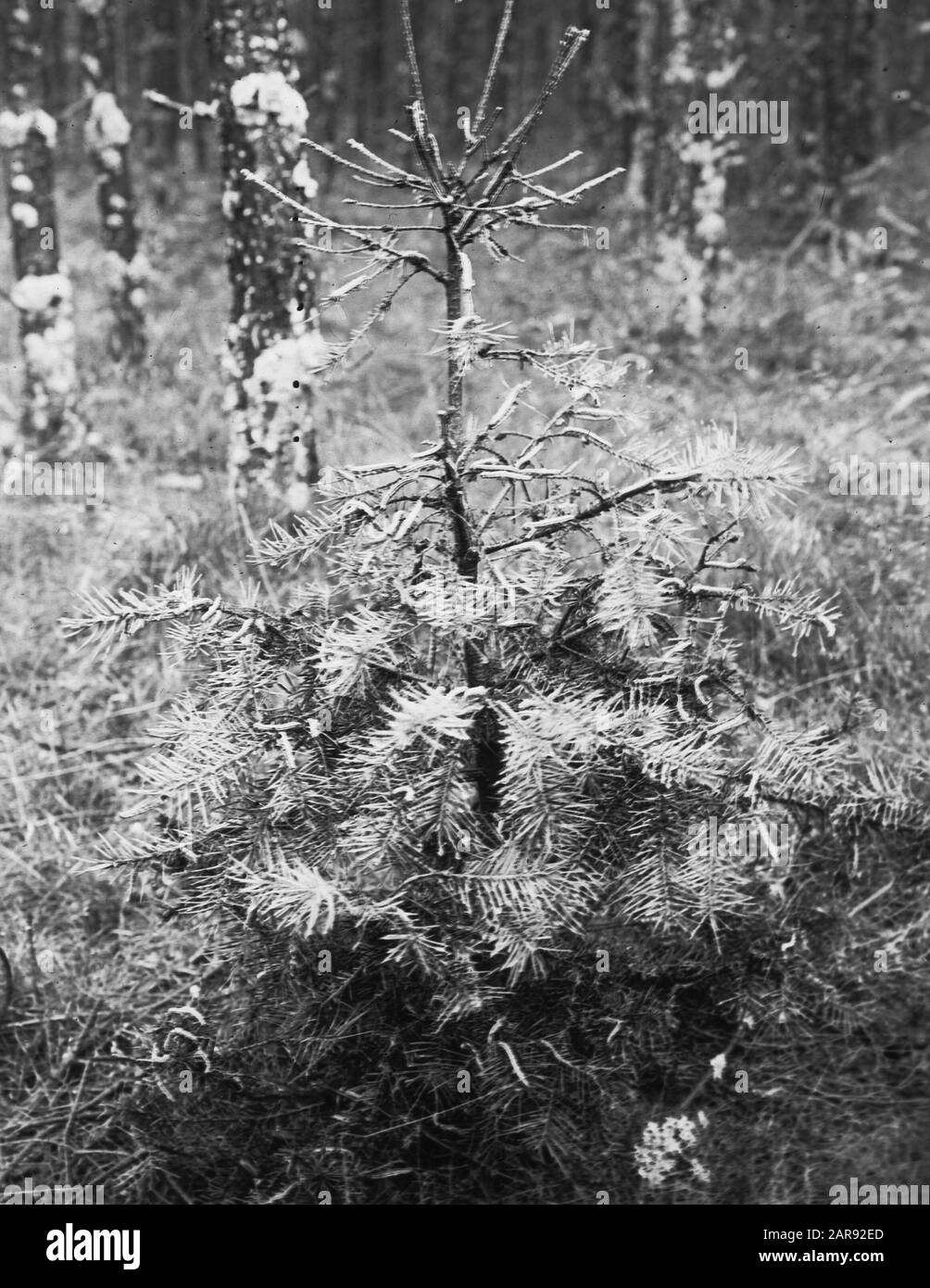Insetti, pino striato bruco Data: Parole Chiave dense: Insetti Nome Persona: Pino striato bruco Foto Stock