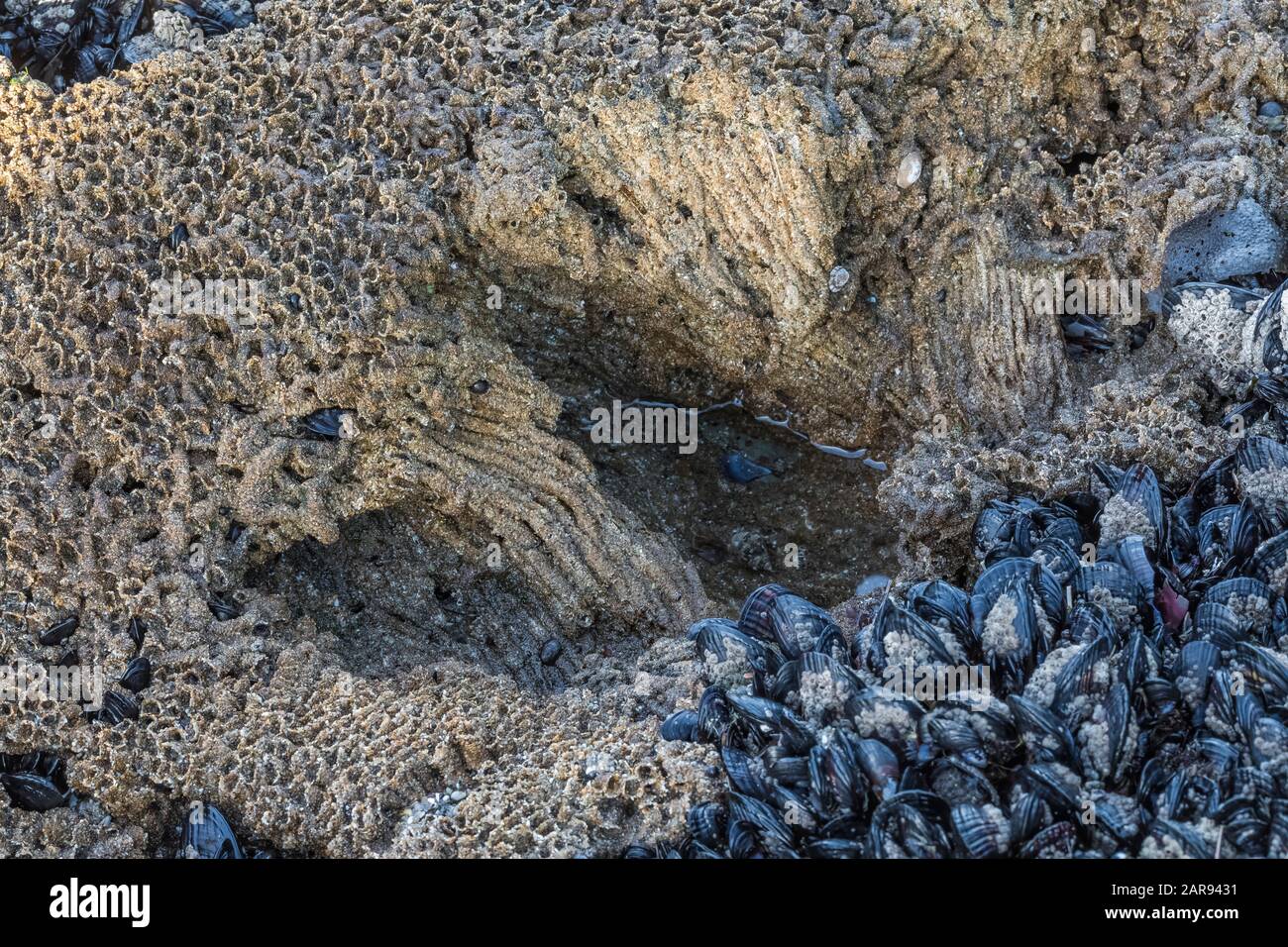 Tubo a nido d'ape Worm, Phragmatopoma californnica, colonia adiacente al letto di mitili esposto a bassa marea a Natural Bridges state Beach, Santa Cruz, californn Foto Stock