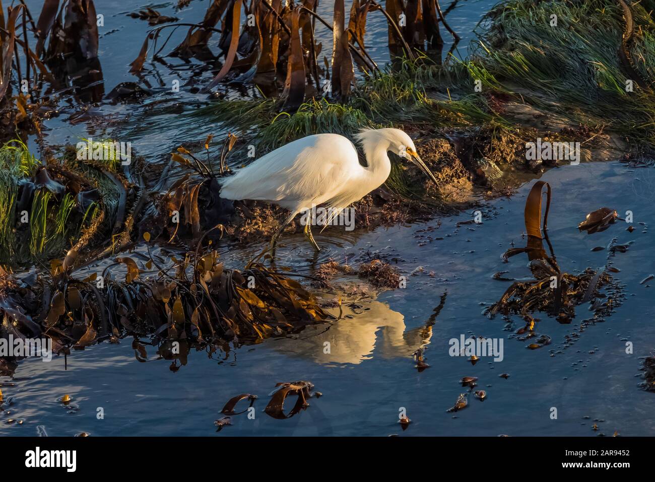 Snowy Egret, Egretta thula, adulto nell'allevamento piumaggio foraging a bassa marea a Natural Bridges state Beach, Santa Cruz, California, Stati Uniti Foto Stock