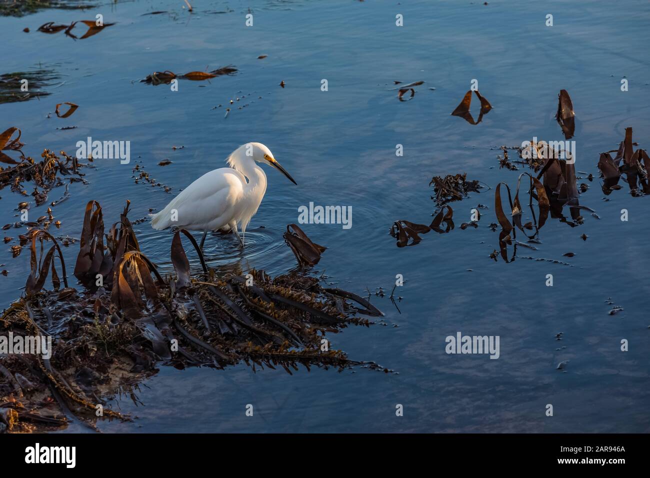 Snowy Egret, Egretta thula, adulto nell'allevamento piumaggio foraging a bassa marea a Natural Bridges state Beach, Santa Cruz, California, Stati Uniti Foto Stock