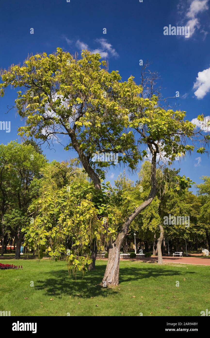 Catalpa bignonioides albero su erba verde prato in parco al Lago Palic vicino Subotica, Serbia Foto Stock