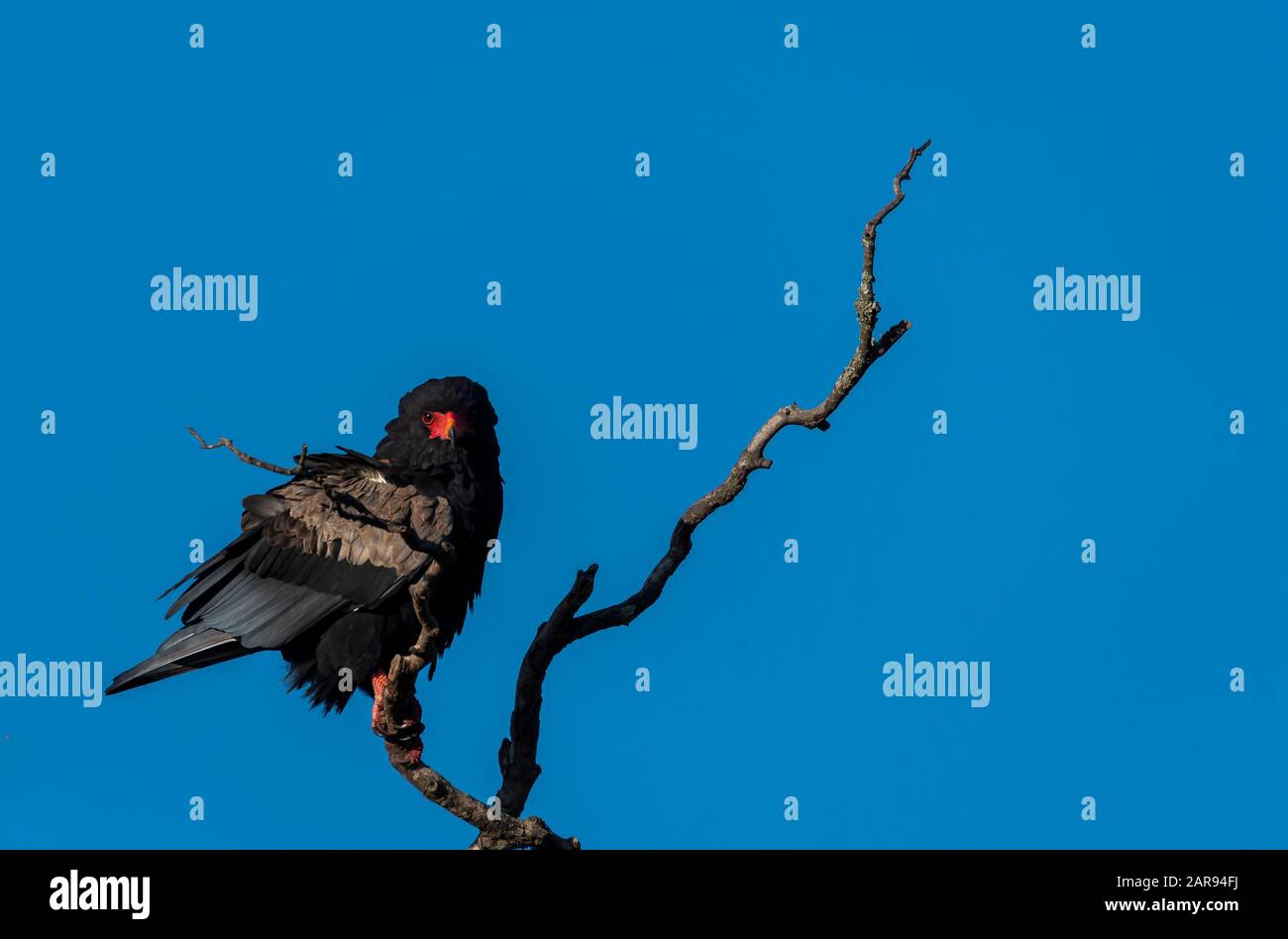Un'aquila di bateleur arroccata su un albero all'interno della Riserva Nazionale di Masai Mara durante un safari nella fauna selvatica Foto Stock