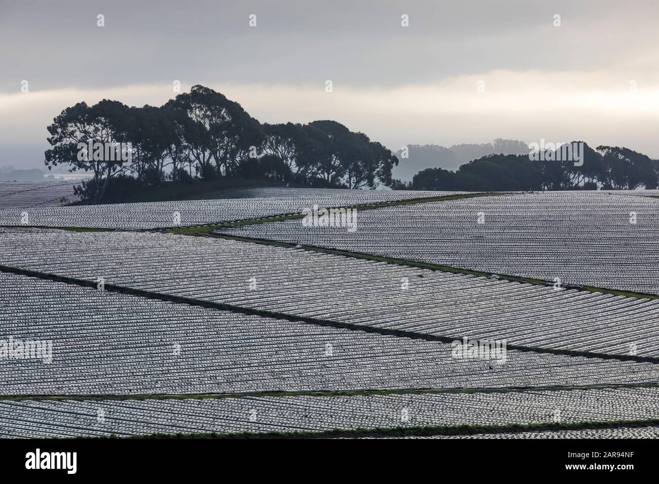 Strawberry Field file coperte di plastica vicino Sunset state Beach sulla baia di Monterey, California, Stati Uniti, gennaio [Nessun rilascio di proprietà; disponibile per l'edificio Foto Stock