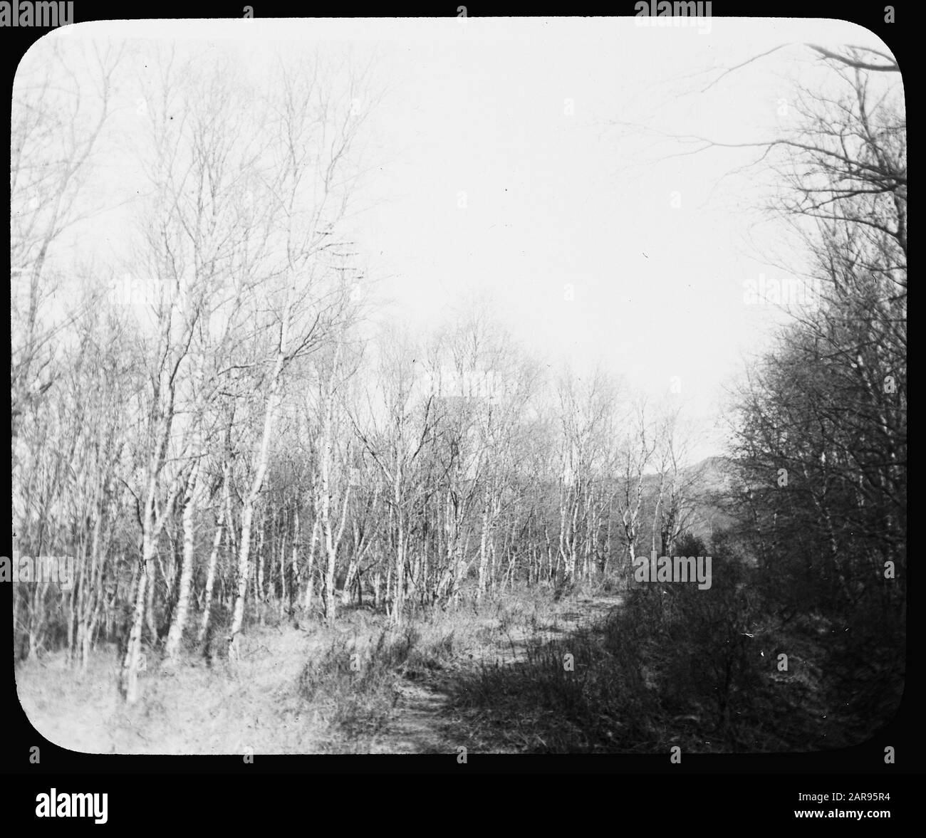Legno caducido, alberi, foreste, viali, botaniche, betulla Data: Parole Chiave dense: Alberi, foreste, botaniche, viali, legno caducido Nome personale: Betulla Foto Stock