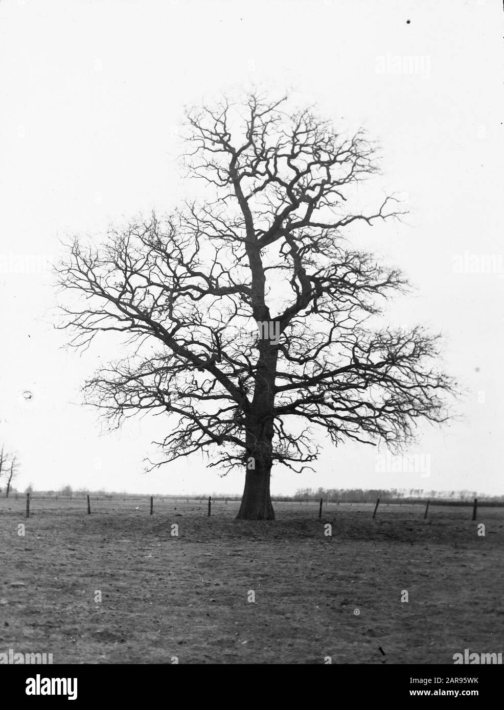 Legno caducido, alberi, foreste, viali, botaniche, querce Data: Parole Chiave dense: Alberi, foreste, botaniche, viali, legno caducido Nome personale: Quercia Foto Stock