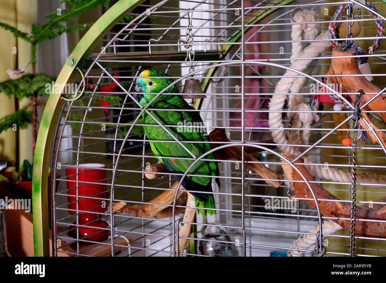 pappagallo, casa, animali, uccelli, casa pappagalli, non-erbacce, colorato, casa, ali, becchi, bellezza, amore, europa, fauna selvatica, Foto Stock