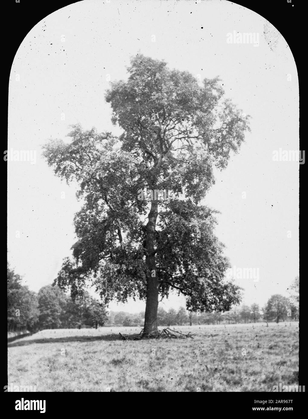 Legno caducido, alberi, foreste, viali, botaniche, olmo Data: Parole Chiave dense: Alberi, foreste, botaniche, viali, legno caducido Nome personale: Elm Foto Stock