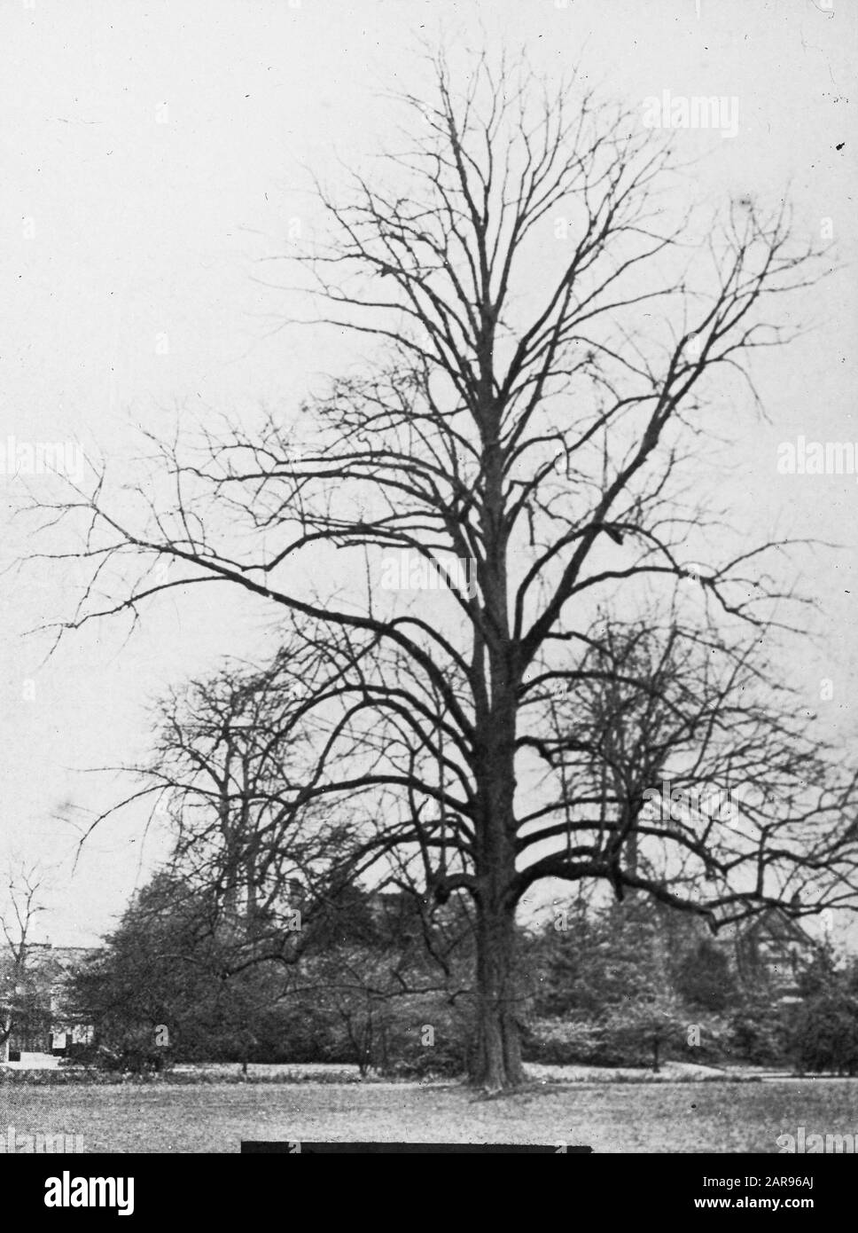 Legno caducido, alberi, foreste, viali, botaniche, linden Data: Parole Chiave dense: Alberi, foreste, botaniche, viali, legno caducido Nome personale: Linde Foto Stock