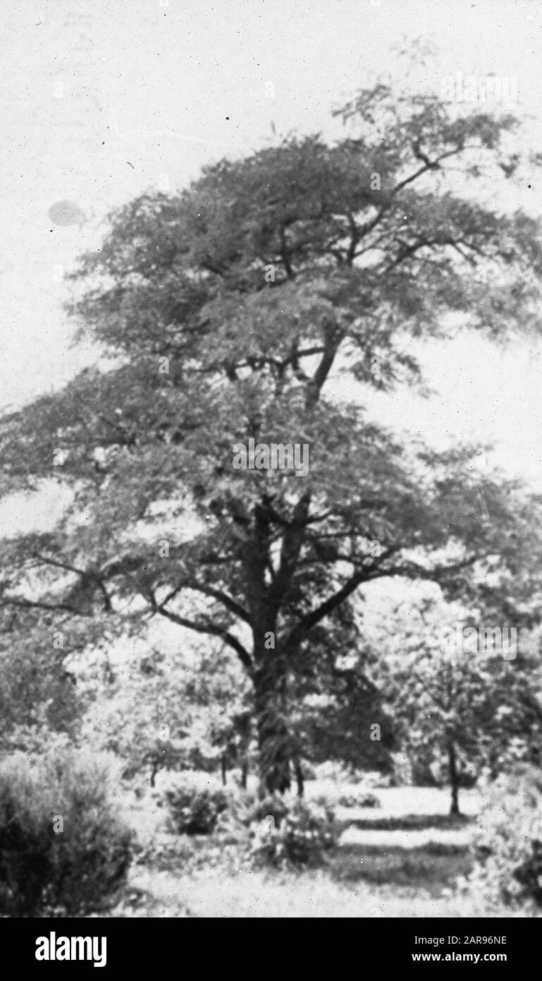 Legno caducido, alberi, foreste, viali, botaniche, acacia Data: Parole Chiave dense: Alberi, foreste, botaniche, viali, legno caducido Nome personale: Acacia Foto Stock