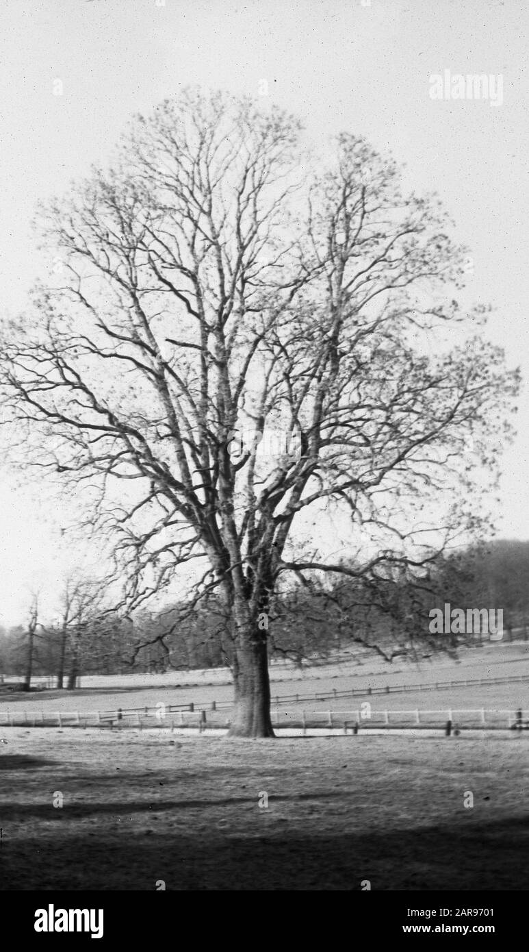 Legno caducido, alberi, foreste, viali, botaniche, es Data: Parole Chiave dense: Alberi, foreste, botaniche, viali, legno caducido Nome personale: Es Foto Stock