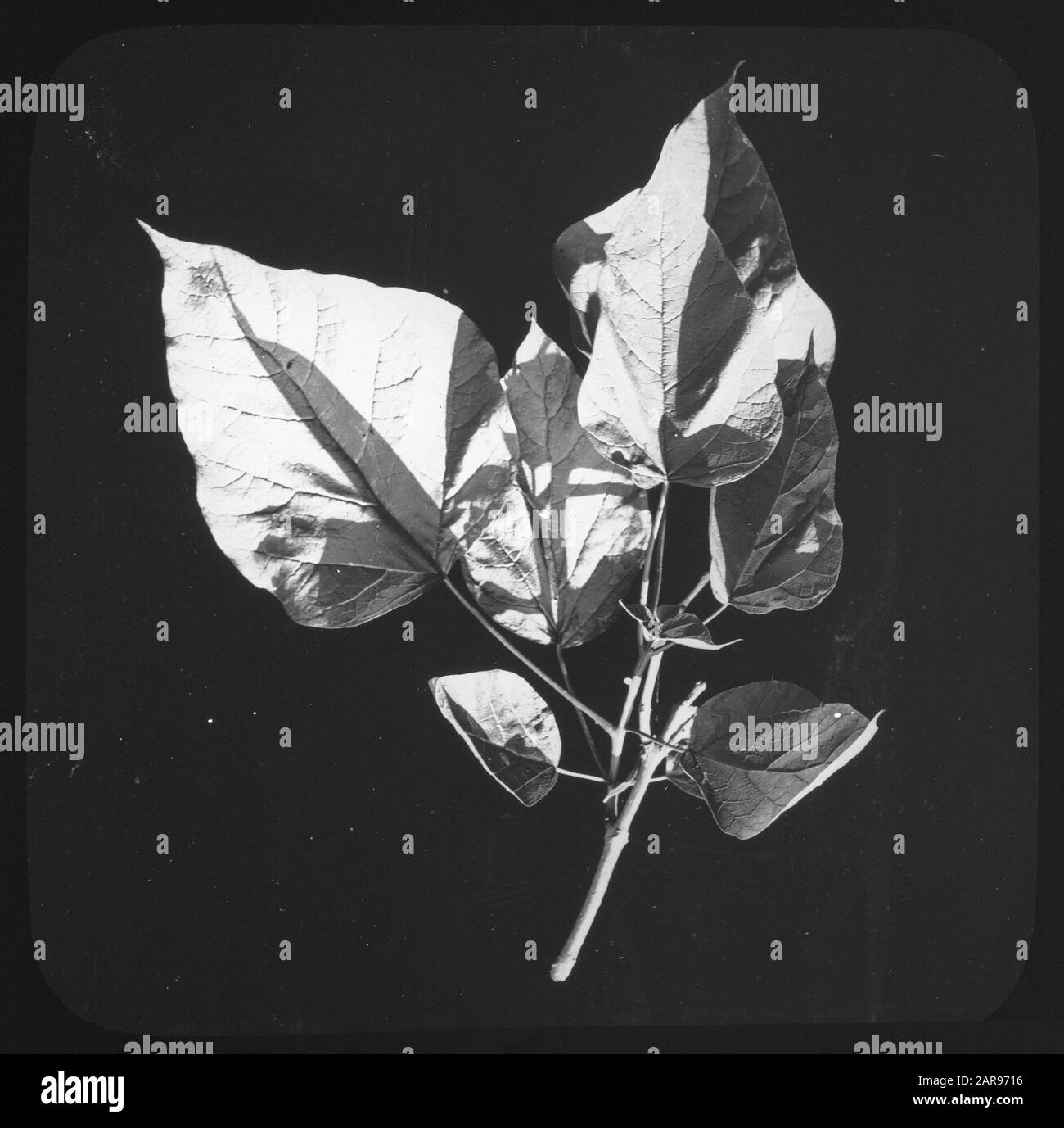 Legno caducido, alberi, foreste, viali, botaniche, catalpa bignonioides Data: Parole Chiave dense: Alberi, foreste, botaniche, viali, legno deciduo Nome personale: Catalpa bignonioides Foto Stock