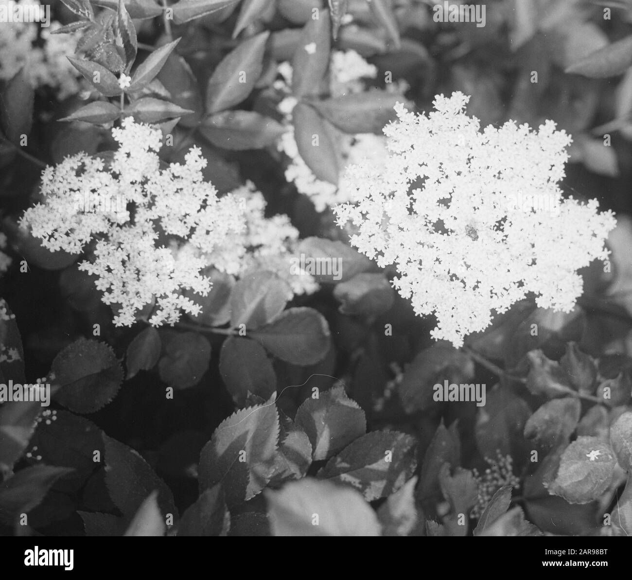 Legno caducido, alberi, foreste, viali, botaniche, sambuco Data: Parole Chiave dense: Alberi, foreste, botaniche, viali, legno caducido Nome personale: Sambuco Foto Stock