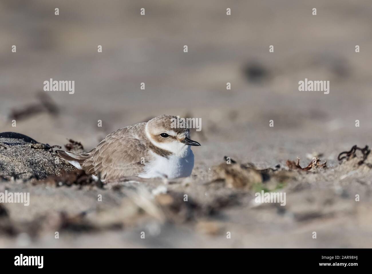 Snowy Plover, Charadrius nivosus, rifugiandosi dal vento sulla spiaggia sabbiosa superiore di Sunset state Beach vicino a Santa Cruz, California, Stati Uniti Foto Stock