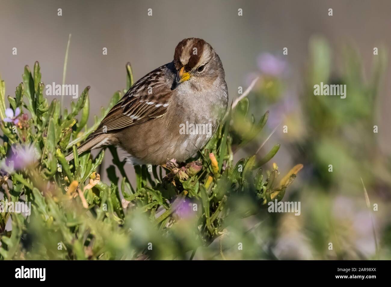 Sparrow giovane con corona bianca, Zonotrichia leucophrys, che perdona a Sunset state Beach vicino a Santa Cruz, California, Stati Uniti Foto Stock