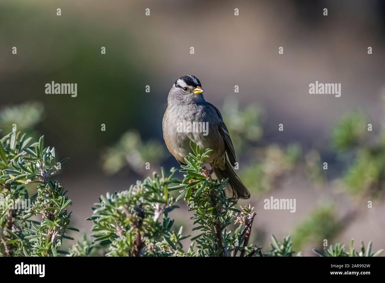 Sparrow adulto coronato di bianco, Zonotrichia leucophrys, foraging a Sunset state Beach vicino a Santa Cruz, California, Stati Uniti Foto Stock