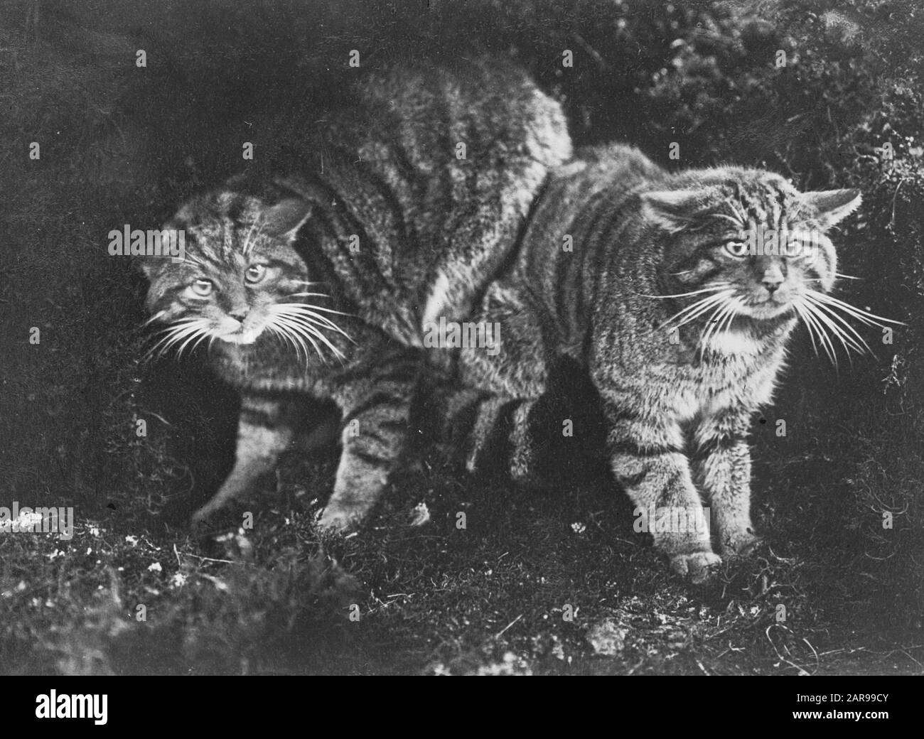 Mammiferi, gatti Data: Parole Chiave non date: Mammiferi Nome personale: Gatti Foto Stock